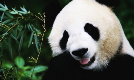 Panda Gigante
